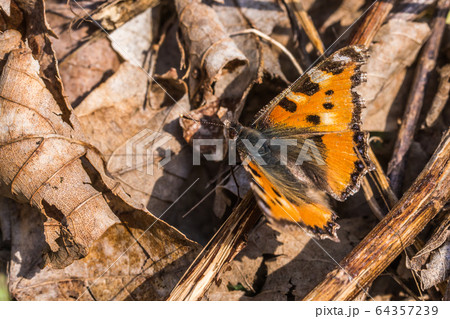 Large tortoiseshell (Nymphalis polychloros) 64357239