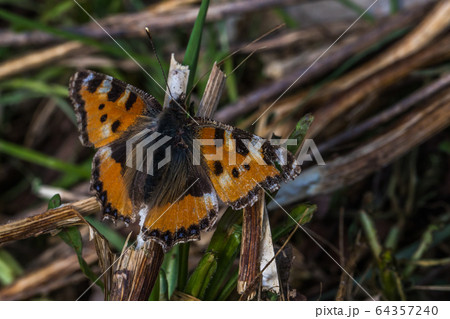 Large tortoiseshell (Nymphalis polychloros) 64357240