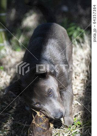 タケノコと子犬 筍 タケノコ 竹の子 犬 ピットブル ペット 竹林 竹 自然 郊外 タケノコと子犬 筍 タケノコ 竹の子 犬 ピットブル ペット 竹林 竹 自然 郊外 64357364