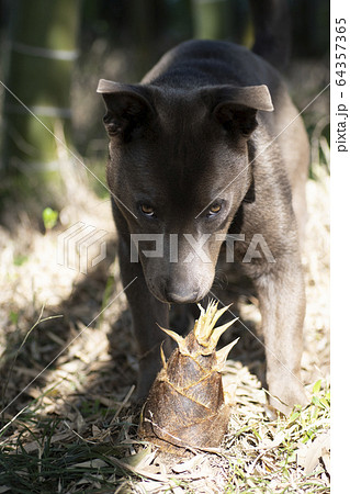 タケノコと子犬 筍 タケノコ 竹の子 犬 ピットブル ペット 竹林 竹 自然 郊外の写真素材