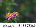 【ハワイ】ハイキング中に出会った色とりどりの花 64357508