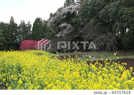 菜の花と桜と花桃 64357628