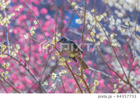 梅の花とヒヨドリ 64357733