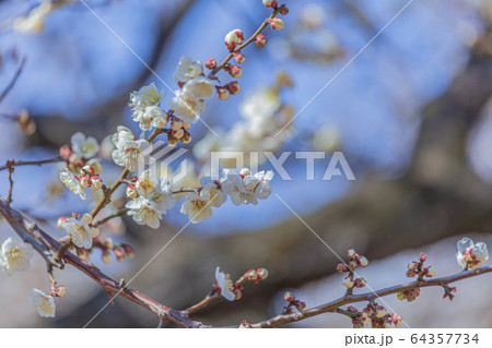 満開の梅の花と蕾 64357734
