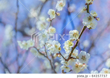 梅の花 64357737