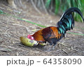 ココナッツを食べるニワトリ 64358090