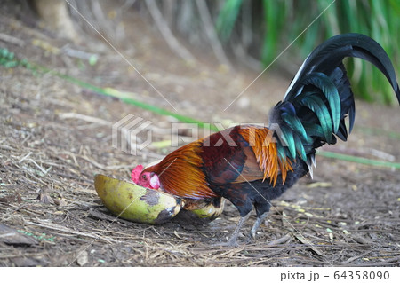 ココナッツを食べるニワトリ 64358090