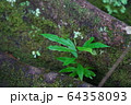新しい命ハワイの山に出た新芽 64358093