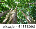【ハワイ】森の写真 64358098
