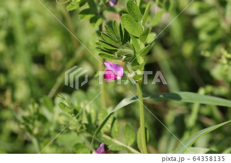 カラスノエンドウ カラスノエンドウ 64358135