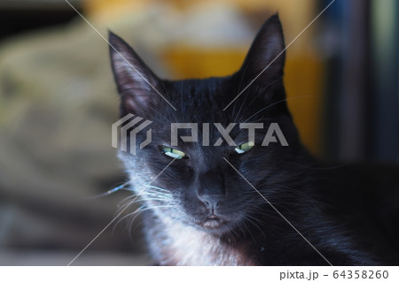 くろねこ くろねこ 64358260