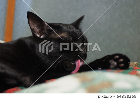 くろねこ くろねこ 64358269