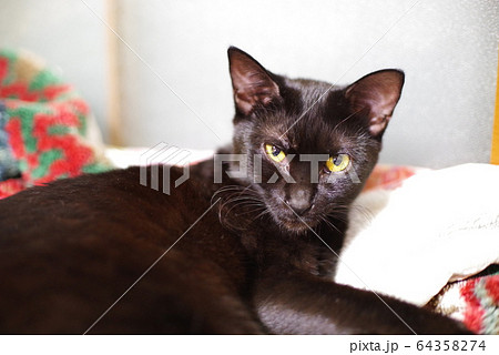 くろねこ 64358274