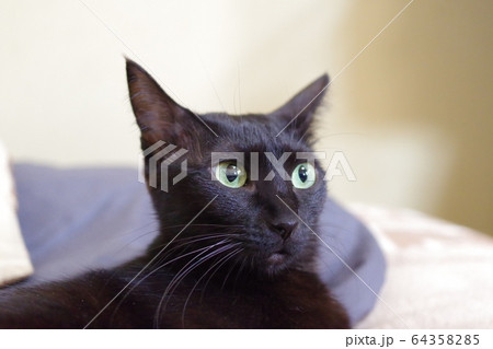 くろねこ 64358285