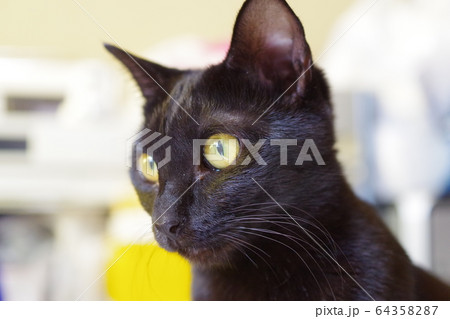 くろねこ くろねこ 64358287