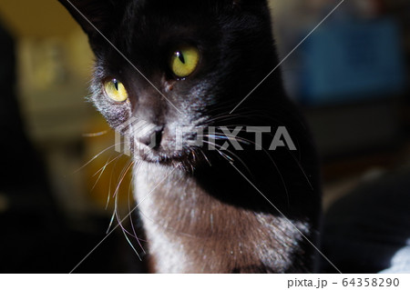 くろねこ くろねこ 64358290