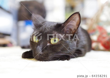 くろねこ 64358291