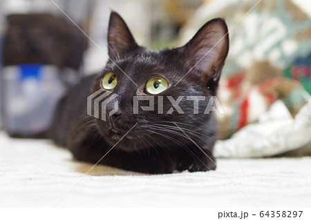 くろねこ 64358297