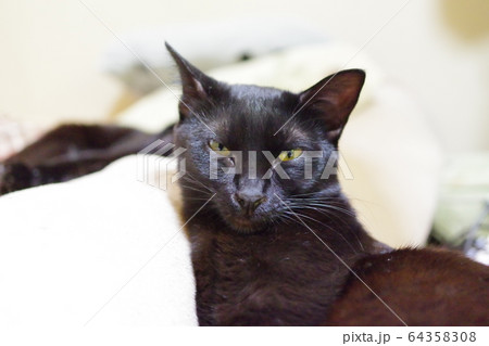 くろねこ 64358308