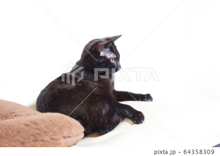 くろねこ くろねこ 64358309