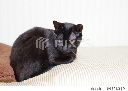 くろねこ くろねこ 64358310