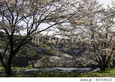 桜 桜 64358522