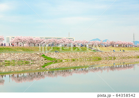 狭山池に反射する桜並木 64358542