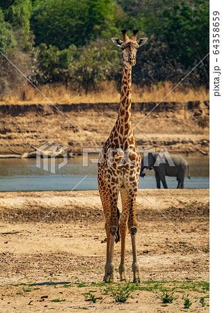 Front view of giraffe looking to the camera Front view of giraffe looking to the camera 64358659