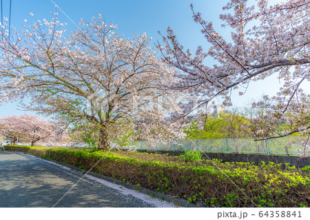 日本の春 神奈川県川崎 二ヶ領本川沿いの桜並木(生田・登戸周辺) 日本の春 神奈川県川崎 二ヶ領本川沿いの桜並木(生田・登戸周辺) 64358841