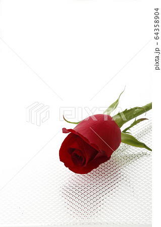 真紅のばら一輪 64358904
