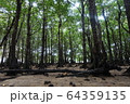 マングローブ　石垣島 64359135