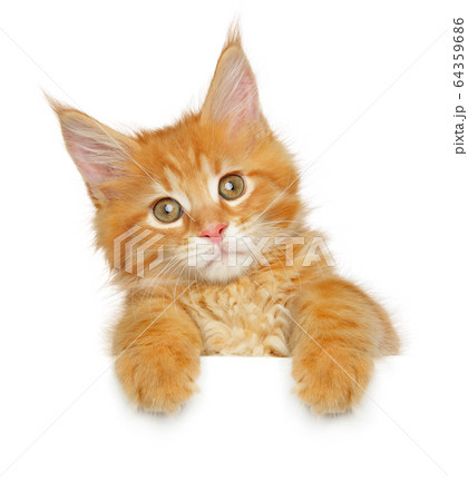 Maine coon kitten above banner Maine coon kitten above banner 64359686