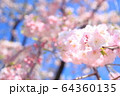 桜 64360135
