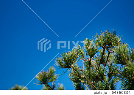 小鳥の森(三徳園)の中の五葉松の梢と晩秋の青空 岡山県岡山市東区 小鳥の森(三徳園)の中の五葉松の梢と晩秋の青空 岡山県岡山市東区 64360834