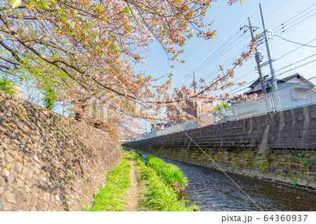 日本の春 神奈川県川崎 二ヶ領本川沿いの桜並木(生田・登戸周辺) 日本の春 神奈川県川崎 二ヶ領本川沿いの桜並木(生田・登戸周辺) 64360937