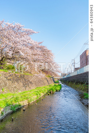 日本の春 神奈川県川崎 二ヶ領本川沿いの桜並木(生田・登戸周辺) 日本の春 神奈川県川崎 二ヶ領本川沿いの桜並木(生田・登戸周辺) 64360943
