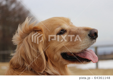 カルナの笑顔 64361148