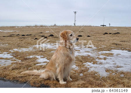 少ない雪の高原におすわりする犬 64361149