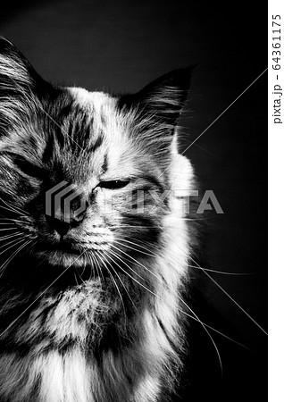 美しいネコの写真素材