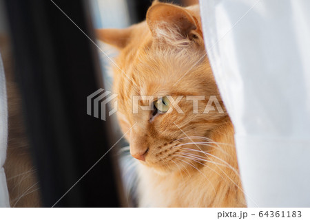 外を見る猫 外を見る猫 64361183