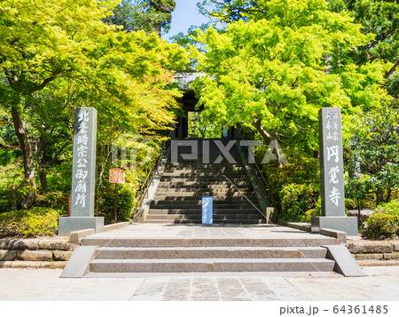 春の鎌倉　円覚寺 64361485