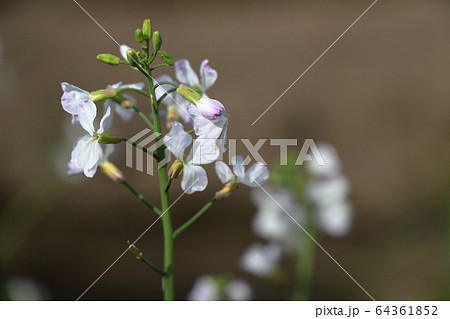 ダイコンの花 64361852