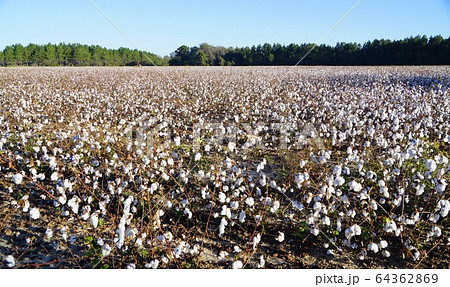 アメリカ ジョージア州南部の綿花畑の写真素材