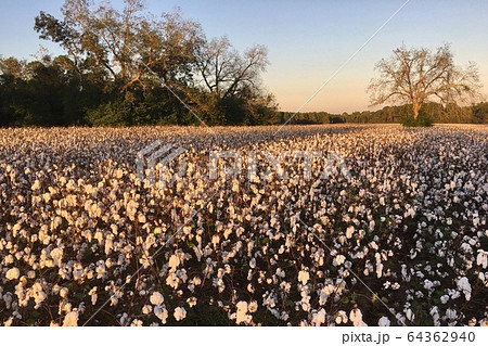 アメリカ南部ジョージア州の綿花畑の夕景 の写真素材