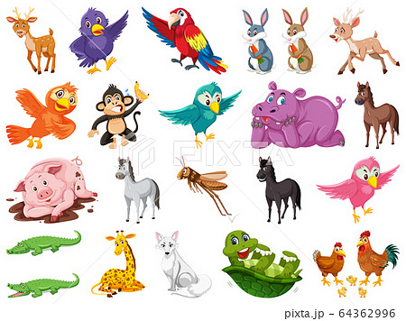 Set of many cute animals on white background 64362996
