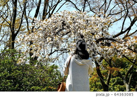 広島県福山市内海町の内浦憩いの森の桜の写真素材