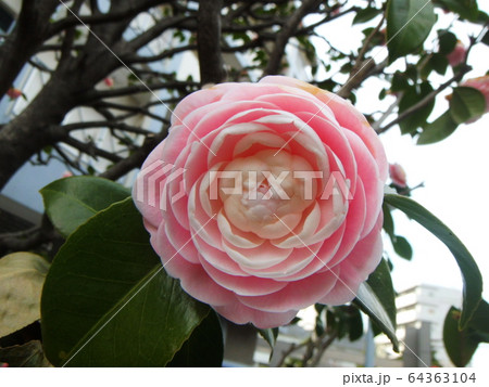 乙女椿 乙女椿 64363104