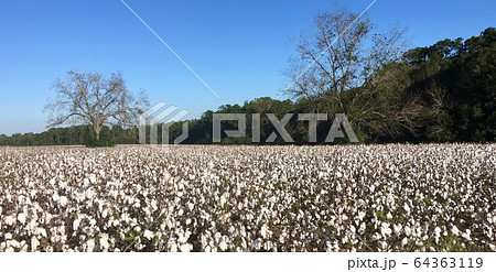 アメリカ ジョージア州南部の綿花畑 アメリカ ジョージア州南部の綿花畑 64363119