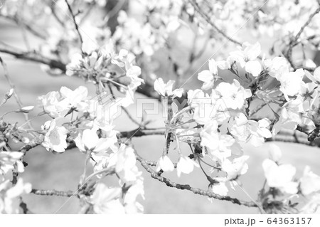 桜（モノクロ） 64363157