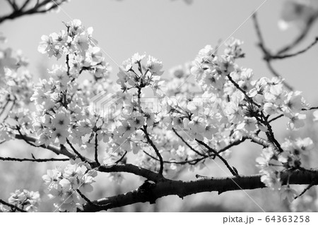 桜 モノクロ の写真素材